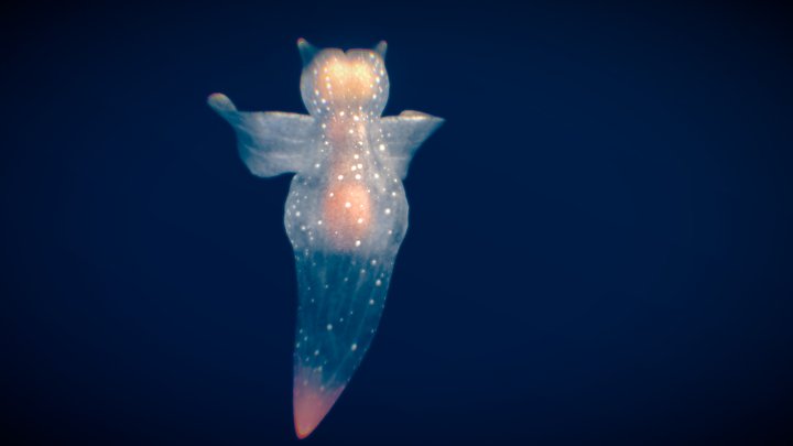 Sea Angel 3D Model