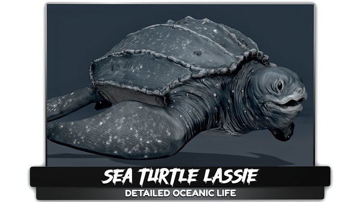 Sea Turtle - Lassie - Underwater Reptile - #36 3D Model