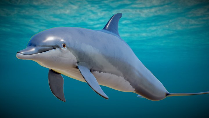 Dolphin 3D Model