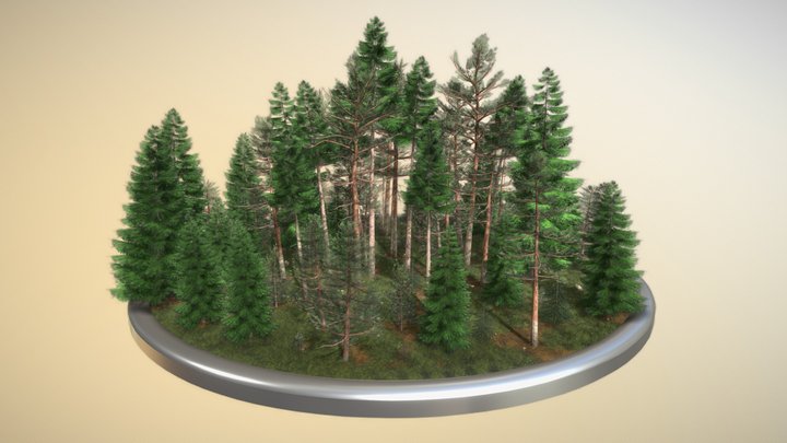 Coniferous Forest / Nadelwald - Kiefern Fichten 3D Model