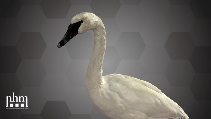 Trumpeter Swan (NHMW-Zoo1-VS 75374) 3D Model