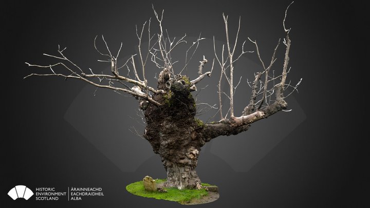 Beauly Elm 3D Model