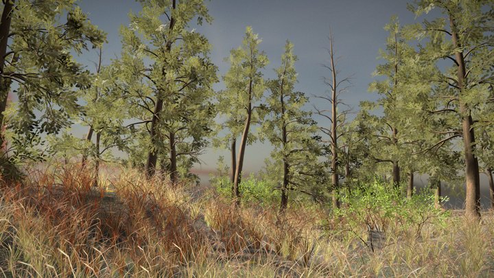 Coniferous Forest Assets 3D Model