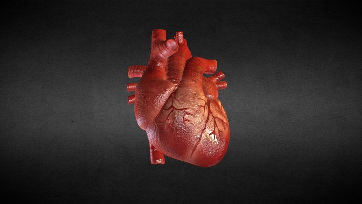 [Animation] Human Heart 3D Model